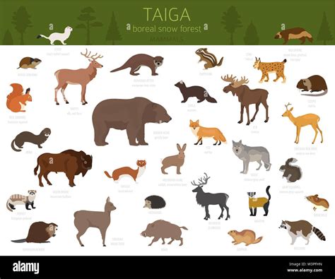 Coniferous Forest Animals