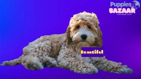 Image result for Cheap Cockapoo