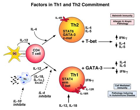 T-cell differentiation: Commitment factors for T helper cells: Current ...