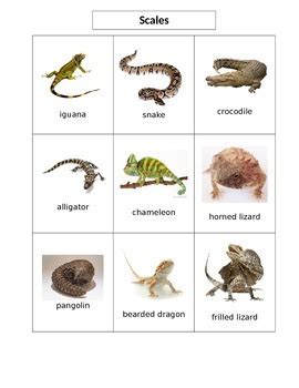 Image result for Lizard CPR