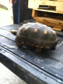Image result for Biggest Box Turtle
