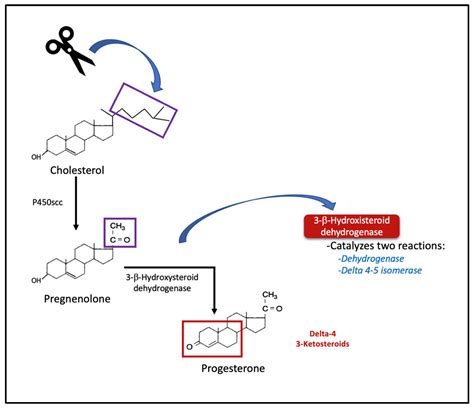 Understanding Progestins: From Basics to Clinical Applicability