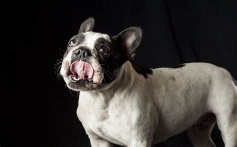 Can Dogs Eat Bacon?