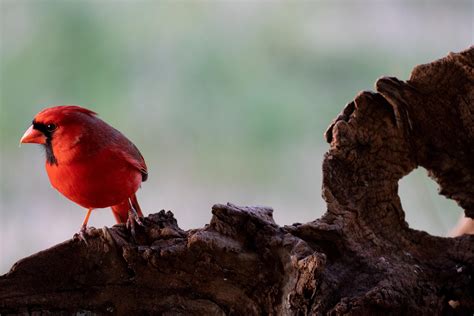 The State Bird (Northern Cardinal) - my front yard, Guilford County : r ...