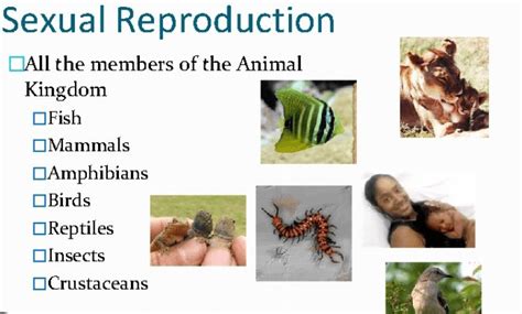 Image result for Reproduction Examples Biology