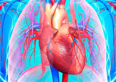 Image result for Circulatory System