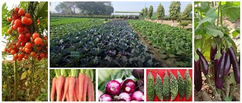 ICAR-indian agricultural research institute