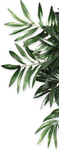 Welcome to Trilokayurveda