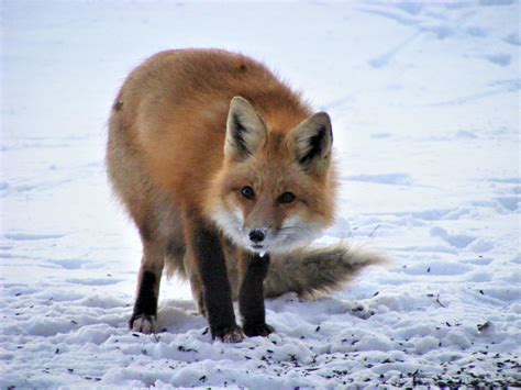Red Fox | FWS.gov