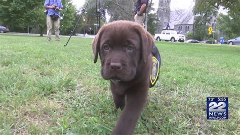 Protection of Lab Dog 的图像结果