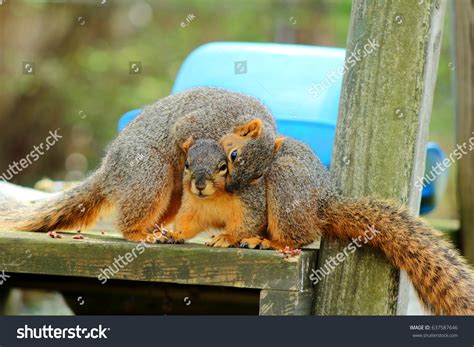 Squirrel Mating Display at Sean Swick blog
