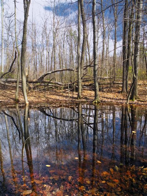 Image result for Swamp Bogging