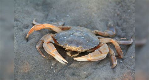 At this Shiva temple in Surat, devotees offer live crabs, Pune ...