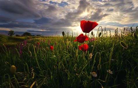 Download wallpaper field, summer, the sky, flowers, nature, glade, Maki ...