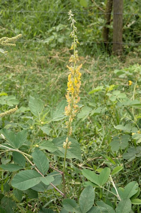 Crotalaria pallida Aiton | Plants of the World Online | Kew Science