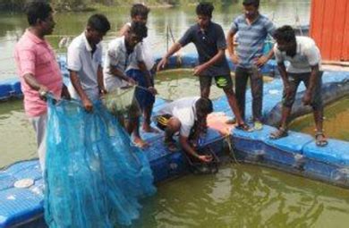 Directorate of Incubation and Vocational Training in Aquaculture (DIVA)
