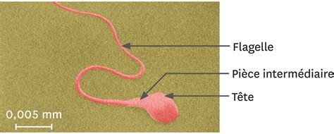 Comment fonctionne l'appareil reproducteur masculin ? | Lelivrescolaire.fr