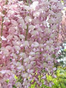 glicine fiore come coltivare e far fiorire il glicine piante in fiore glicine fiore come coltivare e far fiorire il glicine piante in fiore