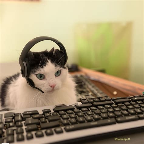 Cute Animal Photos That Will Make You Laugh