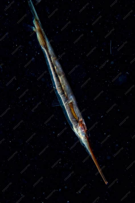 Image result for Razor Shellfishing