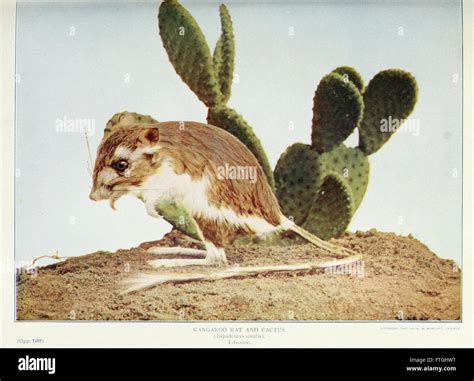 This plate depicts the interaction and coexistence of various species in natural environments ...