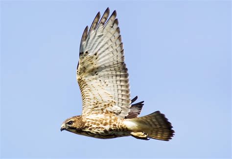 Different Types Of Hawks In Nc at Jennifer Church blog