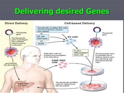 Basic Process of Gene Therapy 的图像结果