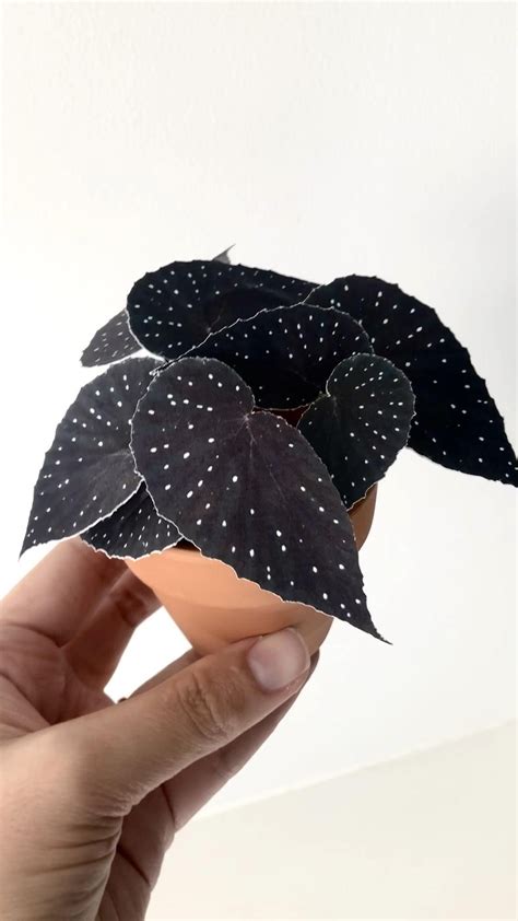 Miniature black Plant | House plants, Cool plants, Exotic plants