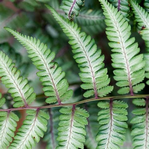 How to Plant and Grow Japanese Painted Fern
