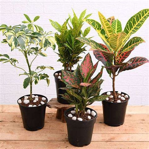 Buy Indoor Plants Packs online from Nurserylive at lowest price.