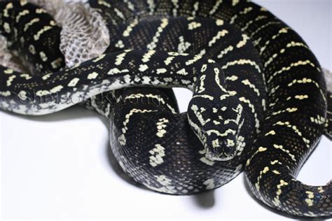 Diamond Python vs Carpet Python 的图像结果