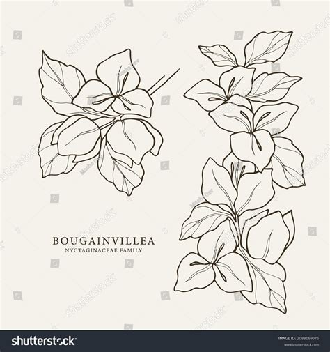 Bougainvillea Flower Drawing Bougainvillea Illustration Images Free