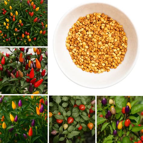 Ornamental Chilli- Choice Round Mixed seeds – ROOTFUEL