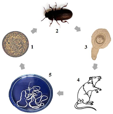 The Tapeworm Hymenolepis diminuta as an Important Model Organism in the ...