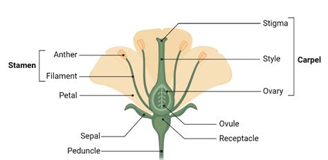 CBSE Class 12 Biology Sexual Reproduction in Flowering Plants Revision ...