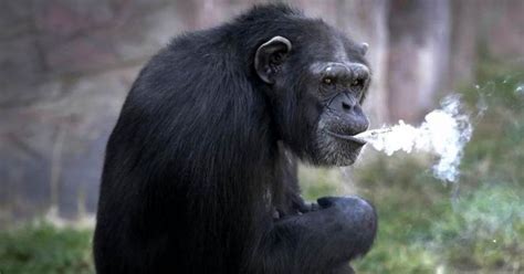 Chimpanzees Are Intelligent Enough To Use Tools Without Getting Help ...