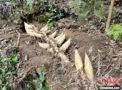 浙江丽水一村民上山挖笋失踪多日，救援人员：挖的笋都找到了，人还没找到