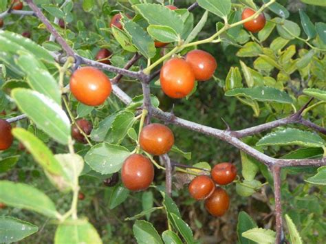 酸枣种子怎样种植-花卉百科-绿宝园林网