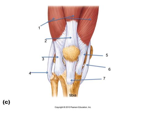 Structure of Knee Ligaments and Tendons (anterior) Quiz