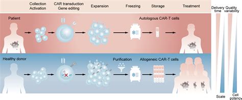 Frontiers | Strategies for overcoming bottlenecks in allogeneic CAR-T ...