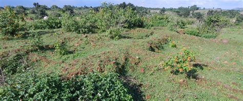 Archaeological Survey of India