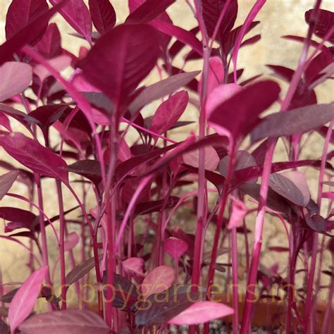 Buy Amaranth, hopi red dye From Poppy gardens Online