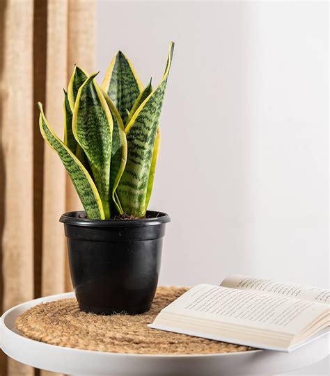 Snake plant indoor live plant kyari (Pack of 1) : Amazon.in: Garden ...