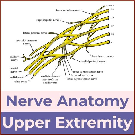 Nerve Anatomy of the Upper Extremity - Sports Medicine Review