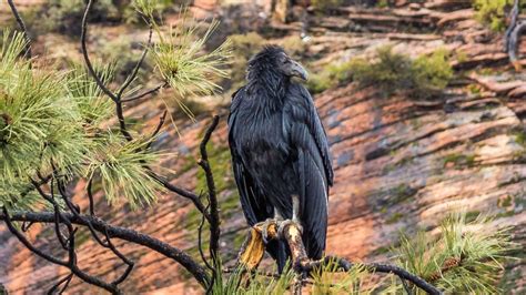 The Traveler's Guide to Zion National Park Wildlife