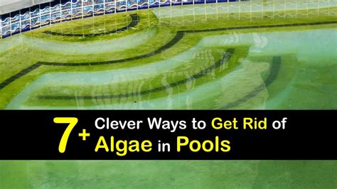 Algae in the Swimming Pool - Clever Ways to Clear Your Pool of Algae