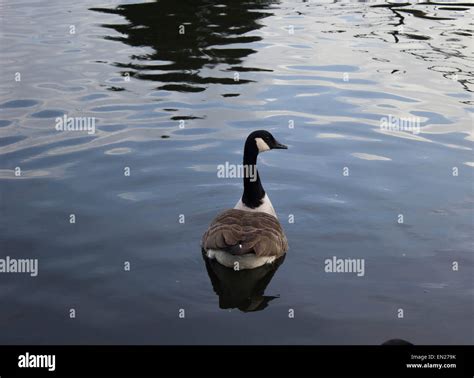 Single Duck in the Pond Stock Photo - Alamy