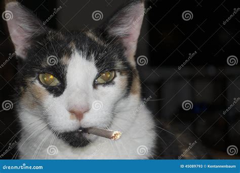Cat Smoking Cigarette