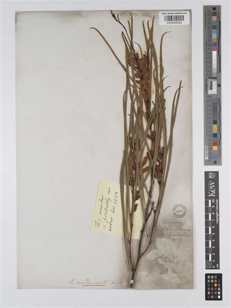 Acacia lasiocalyx C.R.P.Andrews | Plants of the World Online | Kew Science