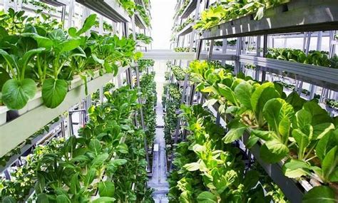 World’s Largest Vertical Farm In Dubai Coming Soon